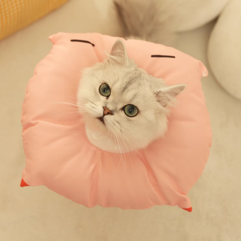 Cat Bite Collar Cat Cones CatAdjustable Recovery Protective pet supplies - DeeplPet